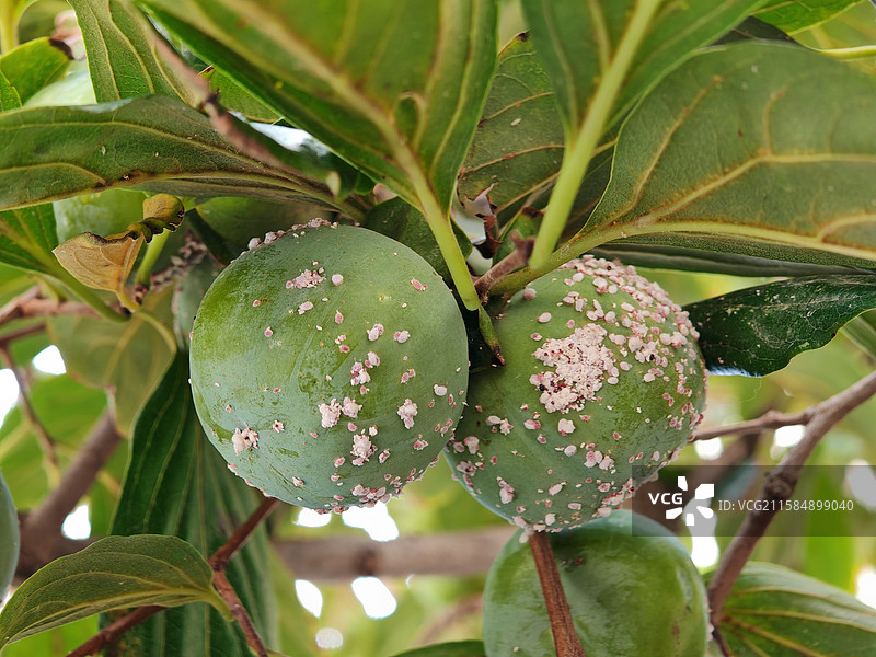 感染蚧壳虫的柿子图片素材