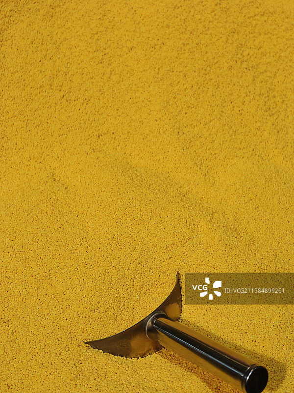 黄小米图片素材