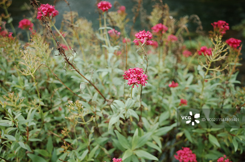 英国科茨沃尔德拜伯里BILBURY图片素材