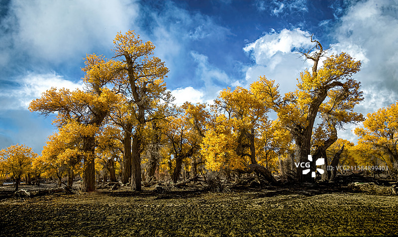 向阳而生图片素材