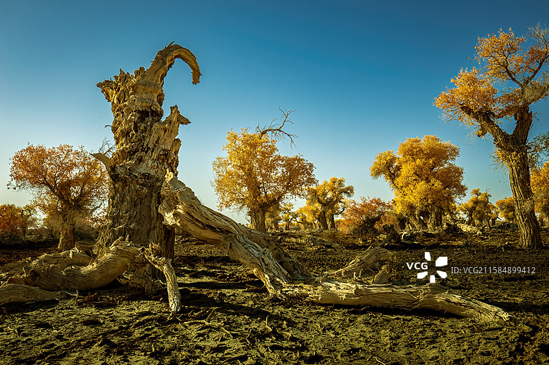生命的延续图片素材
