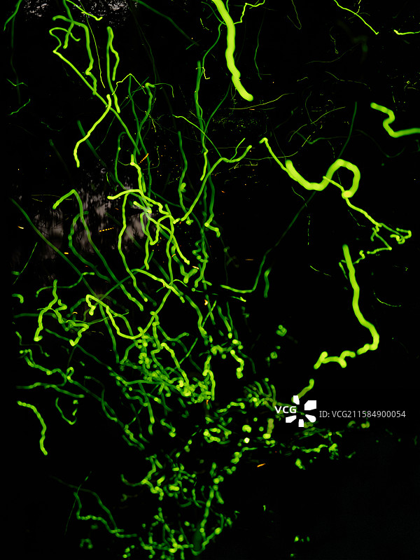 夏天夜晚萤火虫轨迹图片素材