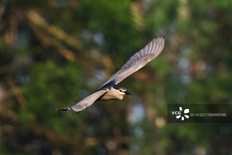 夜鹭栖古图片素材