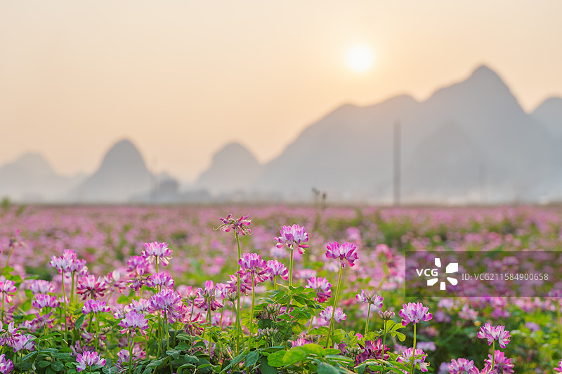 广西柳州柳城县古砦乡紫云英花海图片素材