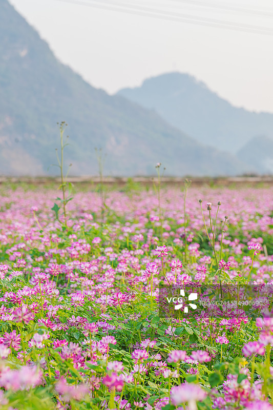 广西柳州柳城县古砦乡紫云英花海图片素材