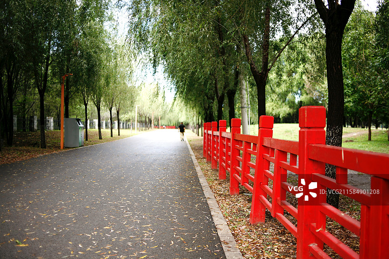 沈阳沈北蒲河生态廊道秋季风光，秋天户外城市，自然生态环境，落叶黄叶秋叶图片素材