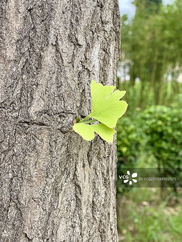 树干上新生的银杏嫩叶生命力顽强图片素材