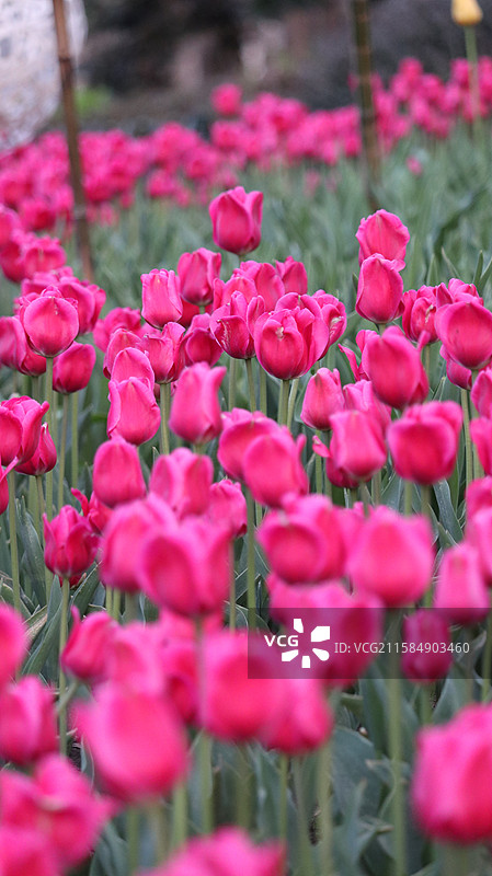 春天武汉解放公园盛开的彩色郁金香花丛图片素材