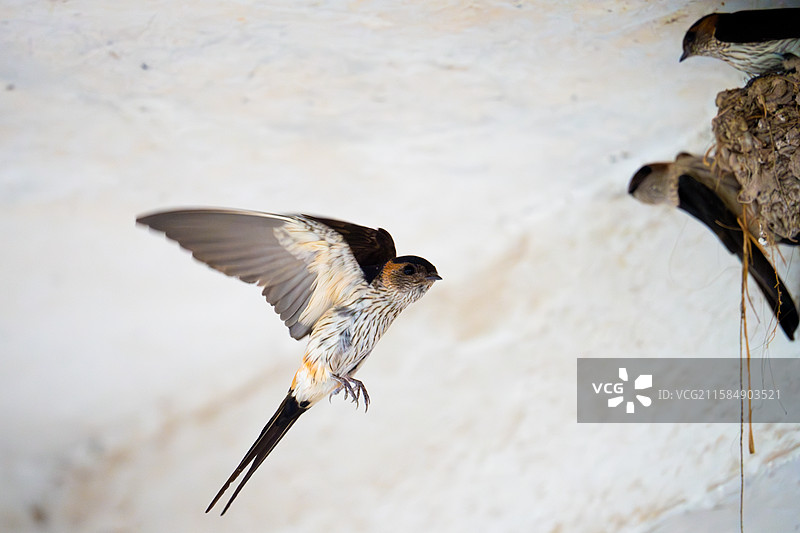 金腰燕图片素材