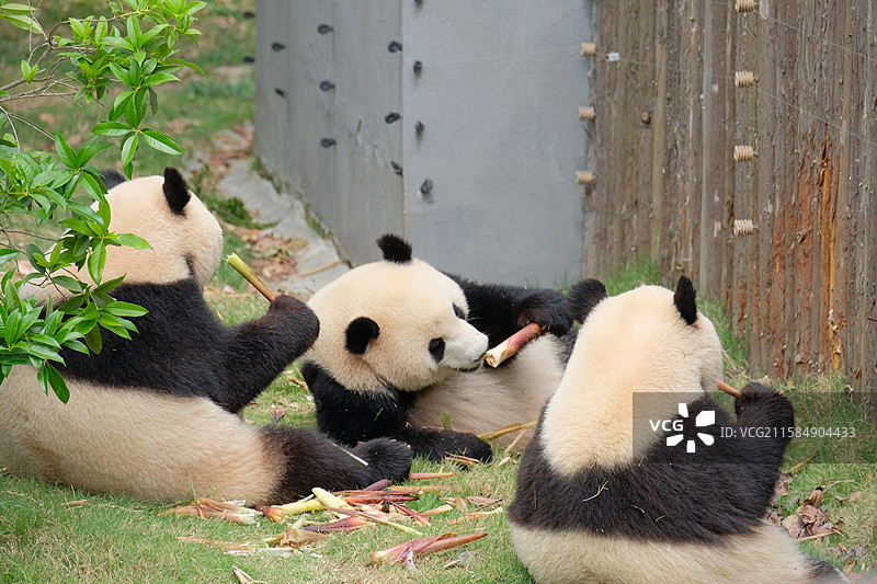 熊猫躺在草坪上吃竹子特写图片素材