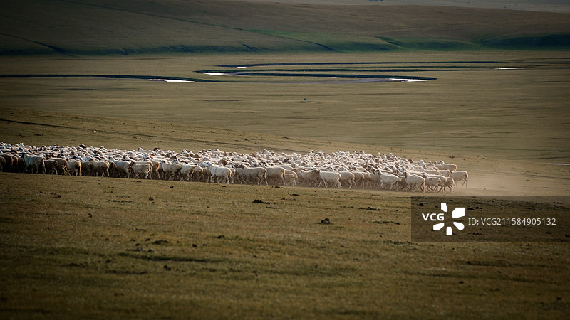 秋日呼伦贝尔草原上奔腾的羊群扬起沙尘（摄于莫日格勒湿地）图片素材
