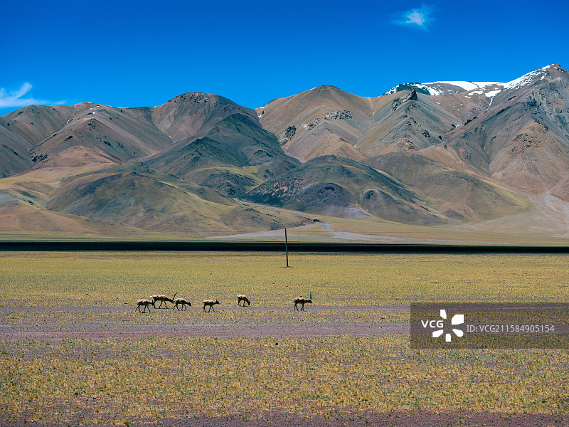 阿里红土达坂的藏羚羊图片素材