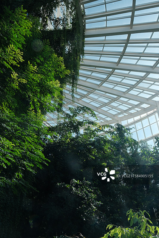 温室仰拍绿植玻璃建筑摄影 翠绿枝叶+阳光斑驳 白色几何框架 蓝天自然与建筑融合景观 昆明植物园扶荔宫图片素材