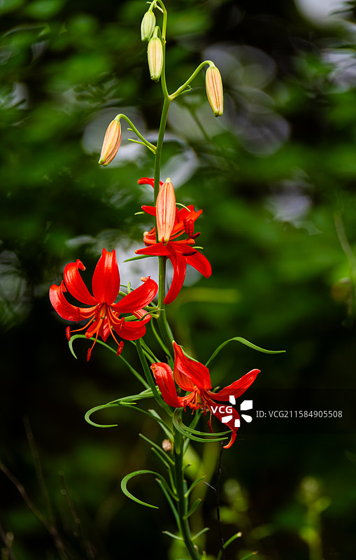 山丹丹花开红艳艳图片素材