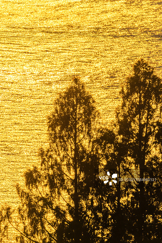 金光树影--夕阳下的水杉树影图片素材