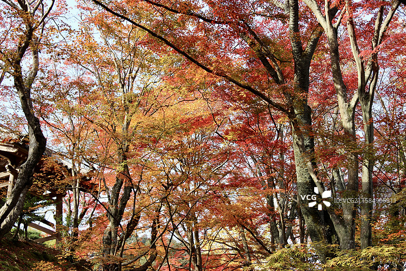 秋天日本京都常寂光寺五彩枫叶绚丽秋色自然风景图片素材
