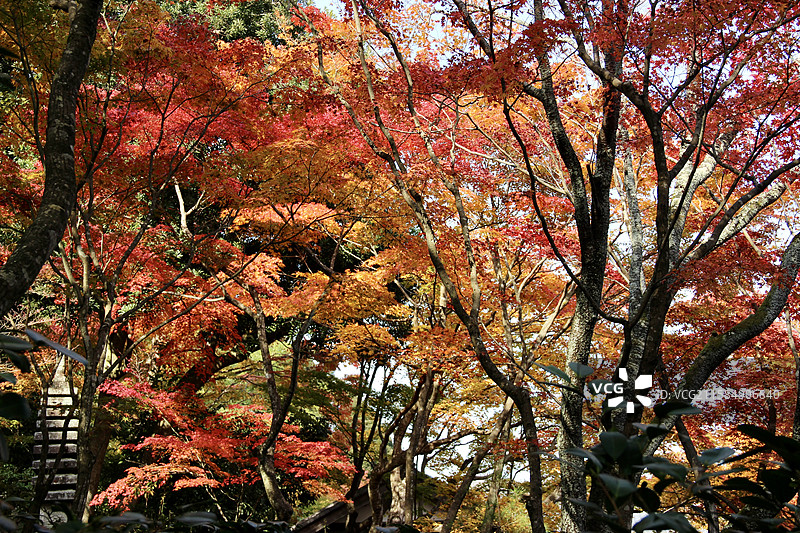 秋天日本京都常寂光寺五彩枫叶绚丽秋色自然风景图片素材