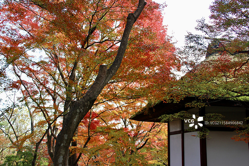 秋天日本京都常寂光寺五彩枫叶绚丽秋色自然风景图片素材