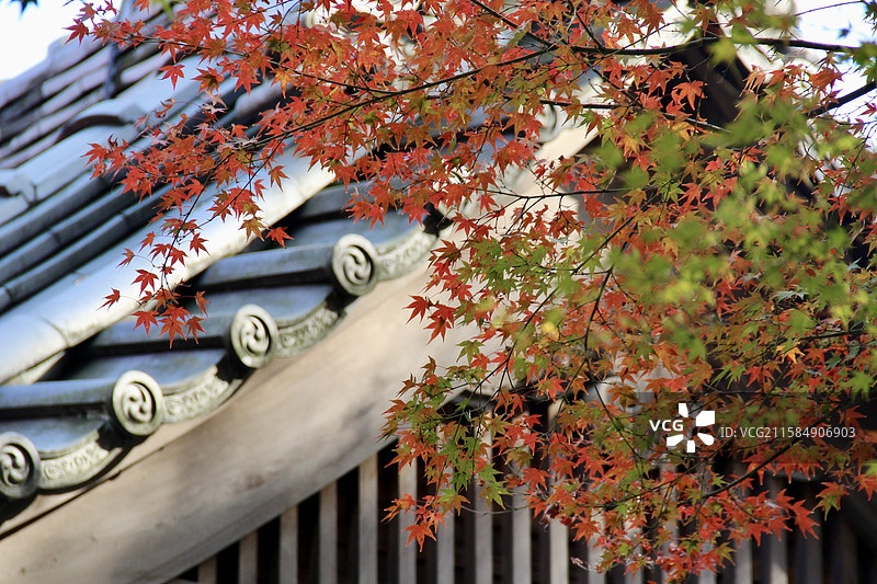 秋天日本京都常寂光寺五彩枫叶绚丽秋色自然风景图片素材