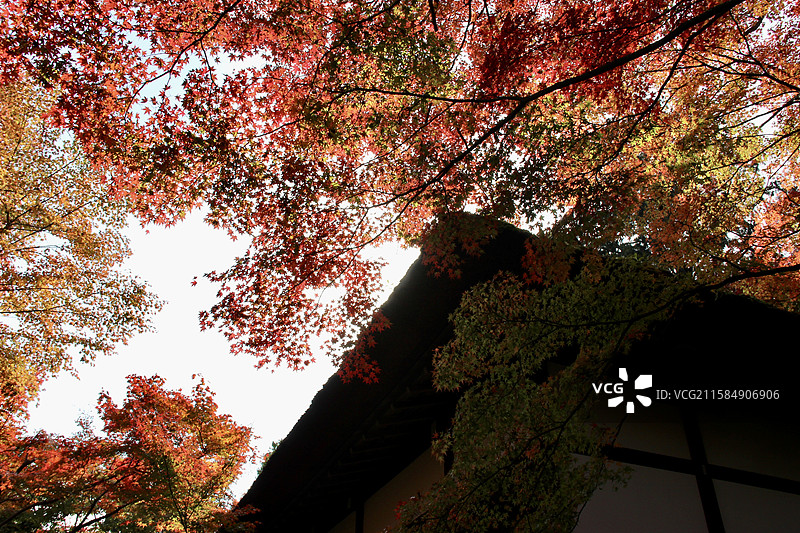 秋天日本京都常寂光寺五彩枫叶绚丽秋色自然风景图片素材