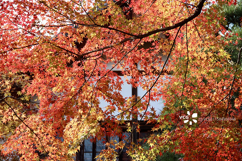 秋天日本京都常寂光寺五彩枫叶绚丽秋色自然风景图片素材