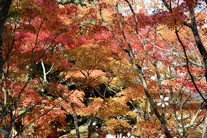 秋天日本京都常寂光寺五彩枫叶绚丽秋色自然风景图片素材