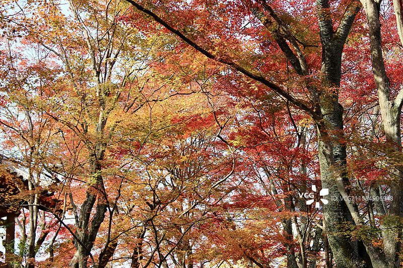 秋天日本京都常寂光寺五彩枫叶绚丽秋色自然风景图片素材