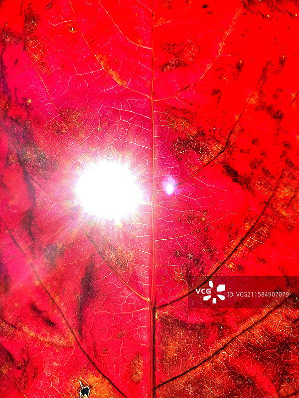 秋天透过阳光的红叶。叶脉特写背景图设计素材图片素材