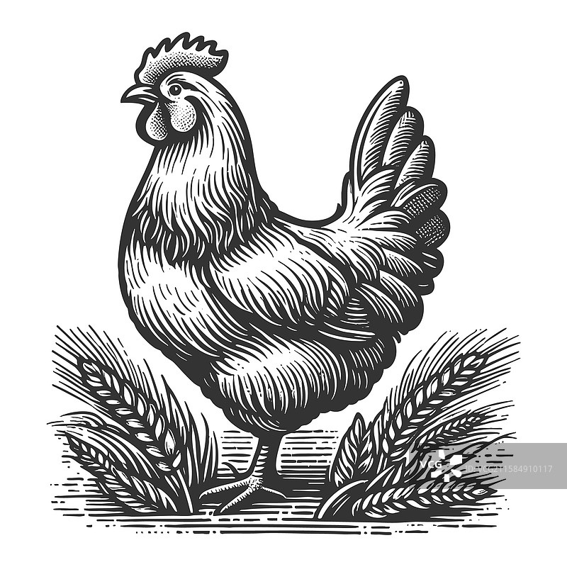 农场上的鸡图片素材