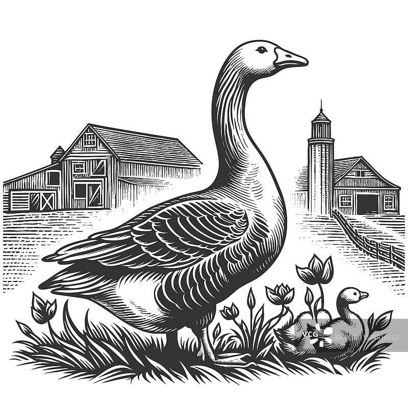 农场上的鹅图片素材