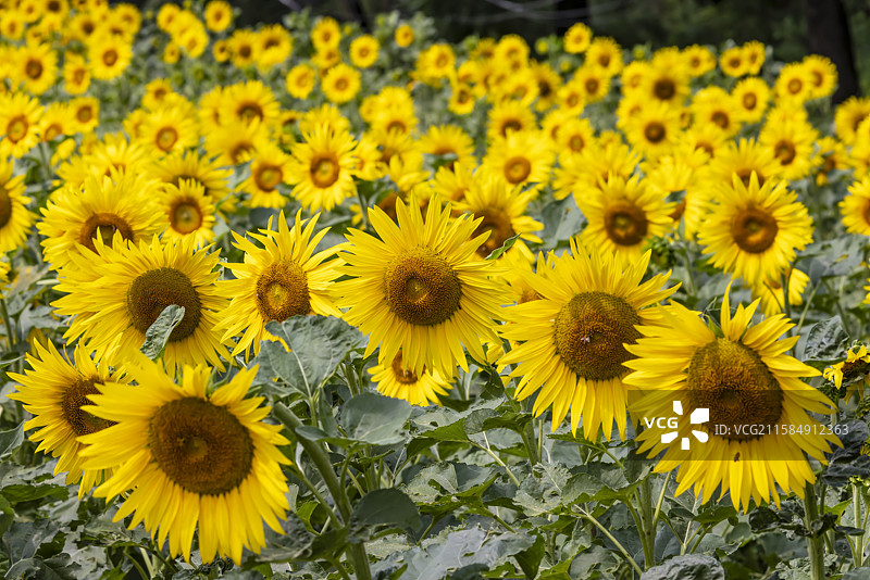 吉林市永吉县向日葵花海图片素材