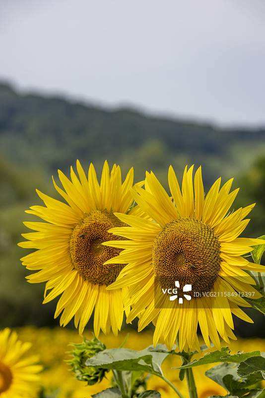 吉林市永吉县向日葵花海图片素材