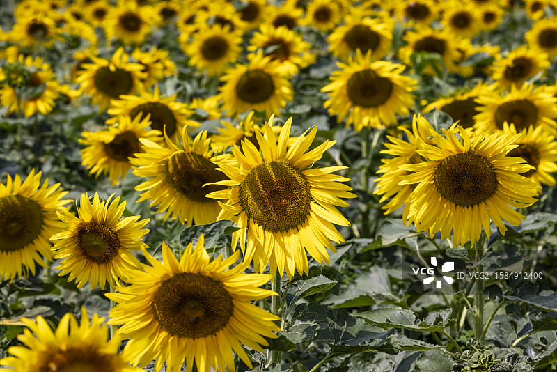 吉林市永吉县向日葵花海图片素材