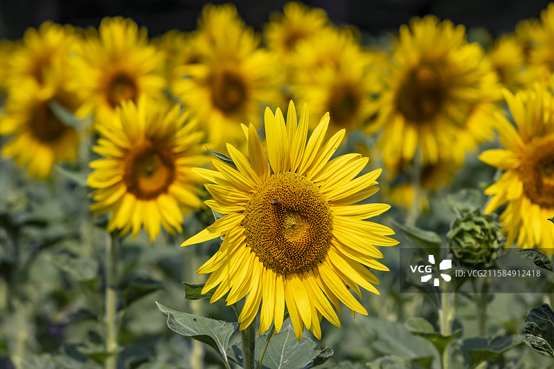 吉林市永吉县向日葵花海图片素材