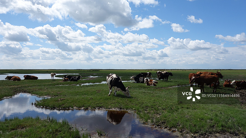 内蒙古呼伦贝尔市呼伦贝尔大草原呼伦贝尔草原图片素材
