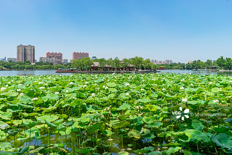 中国山东济南大明湖公园，荷塘湖水中清新美丽的睡莲荷花荷叶和远处的都市风光，户外无人图像摄影图片素材