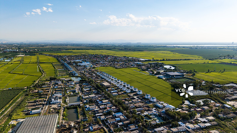 新疆乌鲁木齐米泉水稻基地图片素材