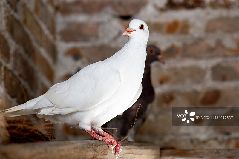 白色鸽子特写图片素材