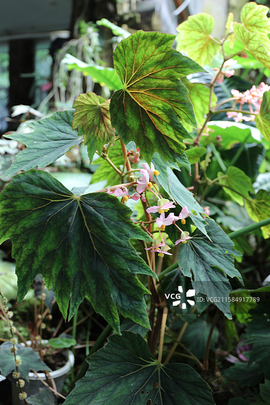 秋海棠的雄花与雌花图片素材