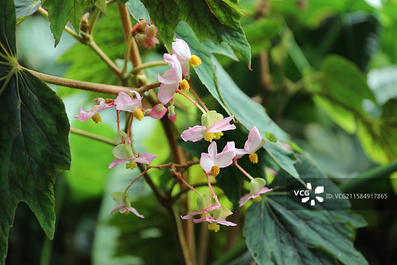 秋海棠的雄花与雌花图片素材
