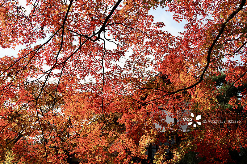 秋天日本京都常寂光寺红色枫叶如火自然风景图片素材