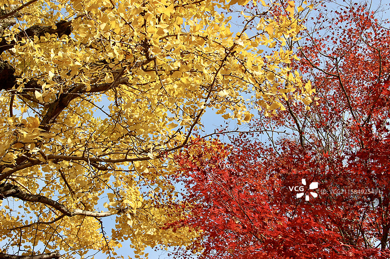 秋天日本京都常寂光寺枫叶银杏秋色秋景自然风光图片素材