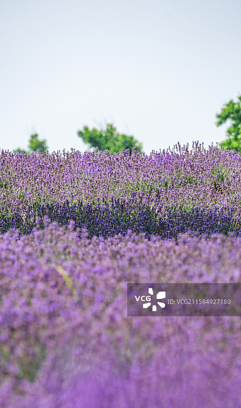 上海浦东迪斯尼上海薰衣草公园晴空下紫色薰衣草开花植物的特写镜头.晴空红蓝炫.紫海接地连图片素材