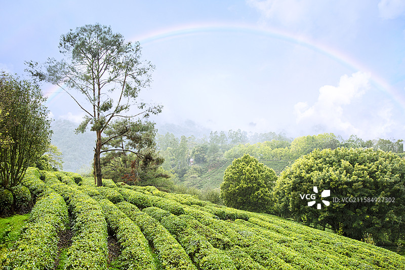广东省梅州市5A景区“雁南飞茶田”风光图片素材