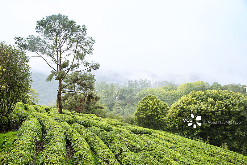 广东省梅州市5A景区“雁南飞茶田”风光图片素材