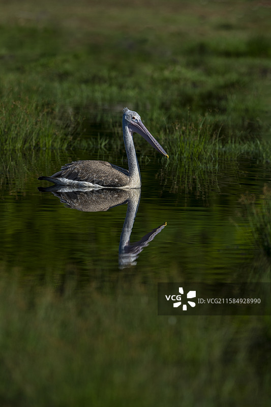 斑背鹈鹕图片素材