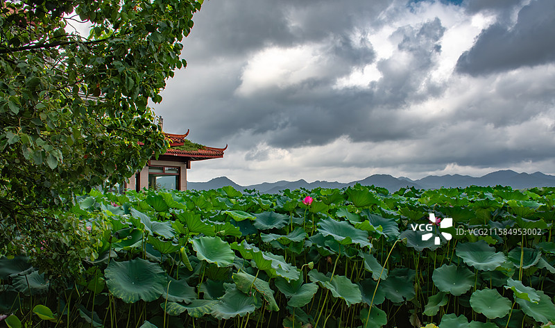 西湖荷花莲叶自然风景图片素材