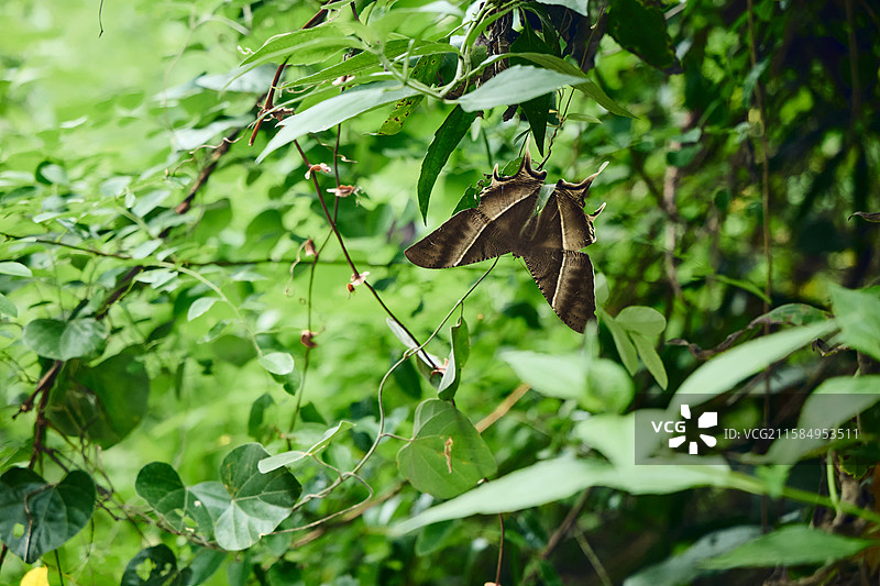 三亚风光白鹭公园临春岭森林公园凤凰岭森林公园图片素材