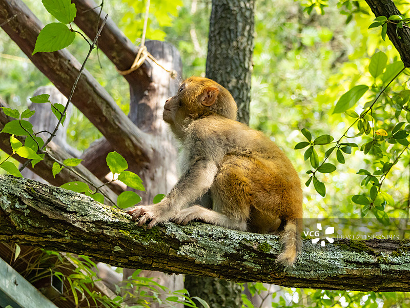 张家界国家森林公园的小猴子图片素材
