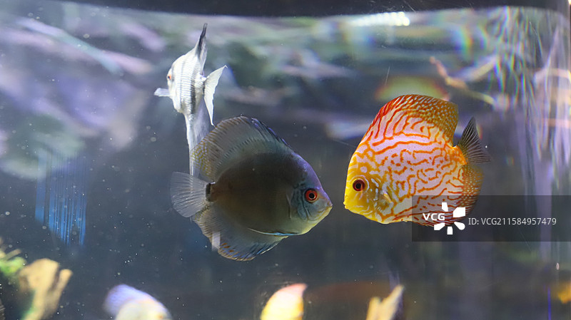 阿联酋迪拜购物中心水族馆七彩神仙鱼图片素材